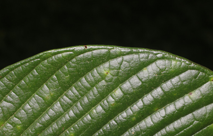 Figura. 6 Margen,  <i>Inga spectabilis</i>, (Fabaceae). Area de Conservación Guanacaste, Sector Rincón Rain Forest,
Estación Leiva, Cafecito (elevación 455 metros), colectada el 1 de Febrero 2019. Foto, Jorge Hernández.