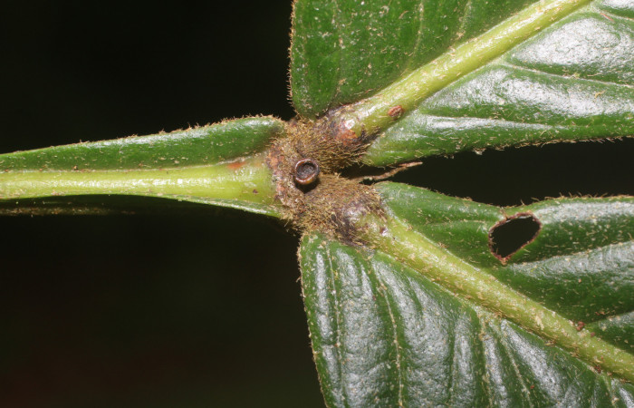 Figura. 7 Glandula , <i>Inga spectabilis</i>, (Fabaceae). Area de Conservación Guanacaste, Sector Rincón Rain
Forest, Estación Leiva, Cafecito, (elevación 455 metros), colectada el 1 de Febrero 2019. Foto, Jorge
Hernández.