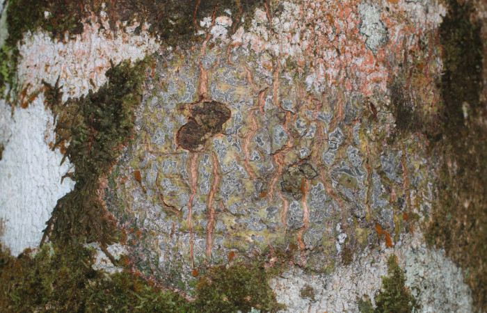 Figura. 10 Corteza,  <i>Inga spectabilis</i>, (Fabaceae). Area de Conservación Guanacaste, Sector Rincón Rain Forest,
Estación Leiva, Cafecito, (elevación 455 metros), colectada el 1 de Febrero 2019. Foto, Jorge Hernández.