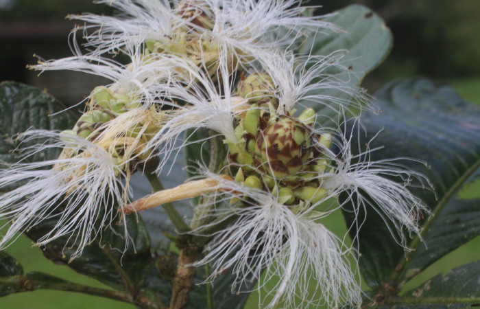 Figura. 11 Flor en racimo,  <i>Inga spectabilis</i>, (Fabaceae). Area de Conservación Guanacaste, Sector Rincón Rain
Forest, Estación Leiva, Cafecito, (elevación 455 metros), colectada el 1 de Febrero 2019. Foto, Jorge
Hernández.