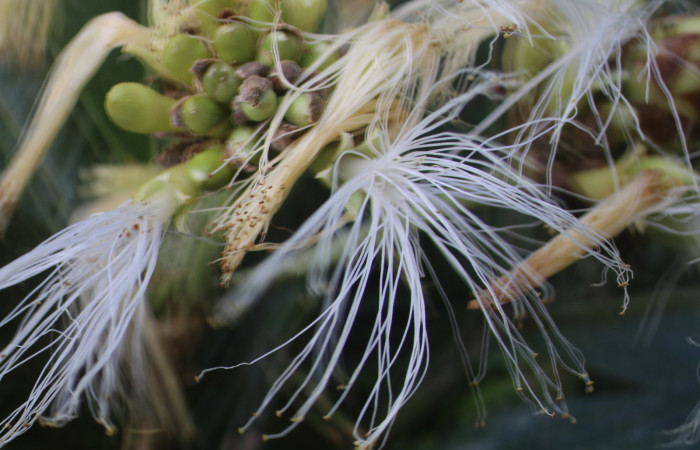 Figura. 13 Flor en racimo,  <i>Inga spectabilis</i>, (Fabaceae). Area de Conservación Guanacaste, Sector Rincón Rain
Forest, Estación Leiva, Cafecito, (elevación 455 metros), colectada el 1 de Febrero 2019. Foto, Jorge