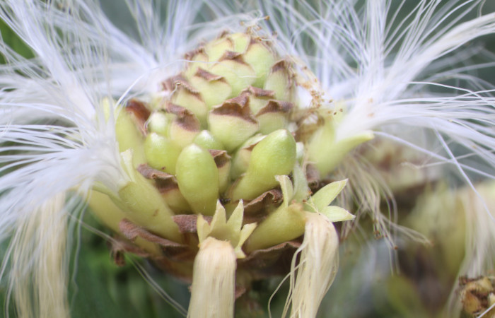 Figura. 12 Flor en racimo,  <i>Inga spectabilis</i>, (Fabaceae). Area de Conservación Guanacaste, Sector Rincón
Rain Forest, Estación Leiva, Cafecito, (elevación 455 metros), colectada el 1 de Febrero 2019. Foto, Jorge
Hernández.