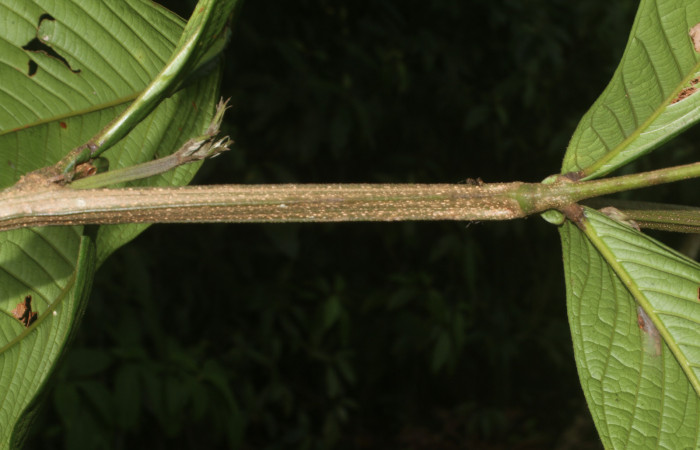 Figura. 3 Posición hojas compuestas alternas,  <i>Inga spectabilis</i>, (Fabaceae). Area de Conservación
Guanacaste, Sector Rincón Rain Forest, Estación Leiva, Cafecito, (elevación 455 metros), colectada el 1 de
Febrero 2019. Foto, Jorge Hernández.