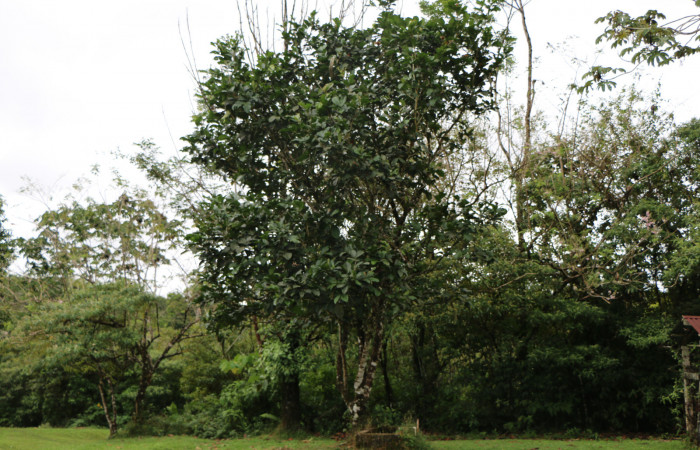 Figura. 1 Habitad, <i>Inga spectabilis</i>, (Fabaceae). Area de Conservación Guanacaste, Sector Rincón Rain
Forest, Estación Leiva, Cafecito, (elevación 455 metros), colectada el 1 de Febrero 2019. Foto, Jorge
Hernández.