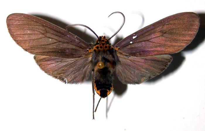 Figura 10. Adulto <i>Pelochyta misera</i> (Erebidae), posición vista dorsal. (01-SRNP-22341-DHJ38938).