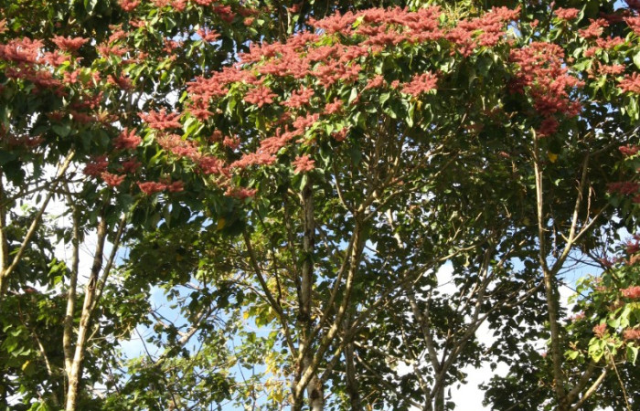 Figura 16. Planta <i>Heliocarpus appendiculatus</i>, (Malvaceae), de <i>Pelochyta misera</i>, (Erebidae). Foto, Jorge Hernández. 9 marzo 2015.