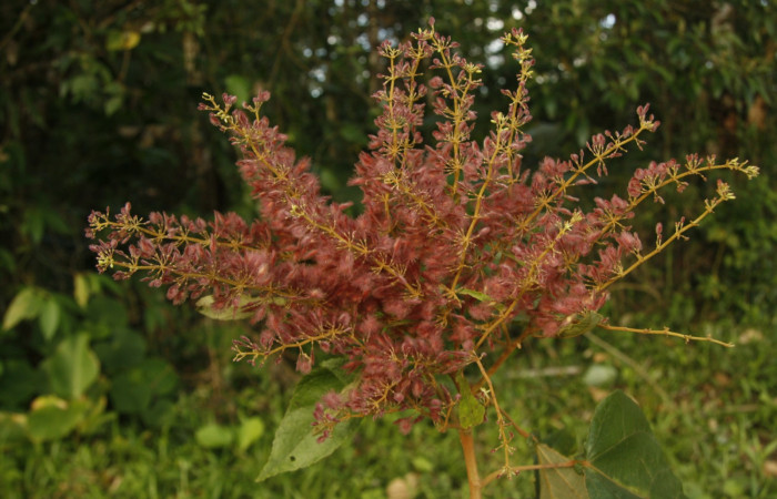 Figura 18. Posición flores <i>Heliocarpus appendiculatus</i>, (Malvaceae), de <i>Pelochyta misera</i>, (Erebidae). Foto, Jorge Hernández. 9 marzo 2015