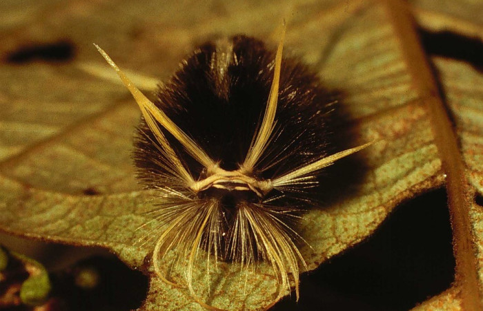 Figura 7.Parte posterior <i>Pelochyta misera</i>, (Erebidae), en la planta <i>Heliocarpus appendiculatus</i> (Malvaceae). Sector San Cristóbal. Quebrada Cementerio (elevación 700 metros), Colectada 20 julio 2001. (01-SRNP-2580-DHJ62799.jpg).