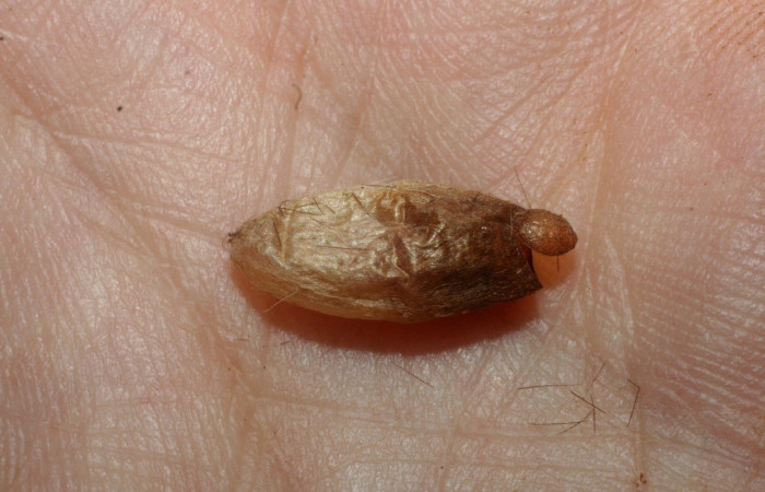 Figura 9. Capullo <i> Hemichoma</i> Sharkey03 (Braconidae), parásito en la larva <i>Pelochyta misera</i>. (07-SRNP-2731-DHJ452698.jpg).