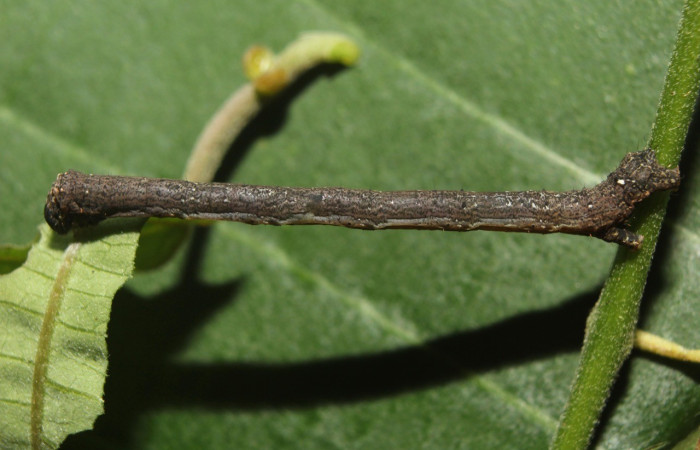 Figura. 11 Larva <i>Paragonia</i> tasimaDHJ03 (Geometridae), posición dorsal entero alimentándose en <i>Passiflora oerstedii</i>, (Passifloraceae). (14-SRNP-71274-DHJ723399.jpg).