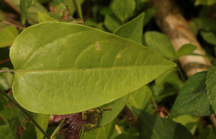 Figura. 3 Posición haz, <i>Passiflora oerstedii</i>, (Passifloraceae). Area de Conservación Guanacaste. Sector Rincón Rain Forest. Parcela Familia Ruiz, (elevación 400 metros), colectada el 22 de marzo 2023. Foto. Jorge Hernández. 