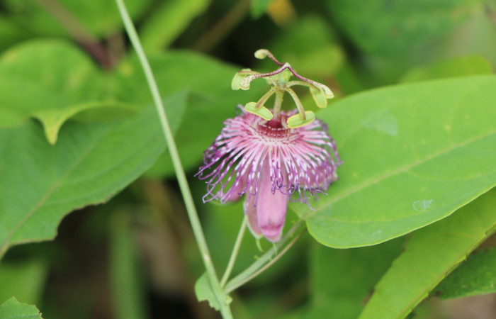 Figura. 5 Flor lateral, <i>Passiflora  oerstedii</i>, (Passifloraceae). Area de Conservación Guanacaste. Sector Rincón Rain Forest. Parcela Familia Ruiz, (elevación 400 metros), colectada el 22 de marzo 2023. Foto. Jorge Hernández. 