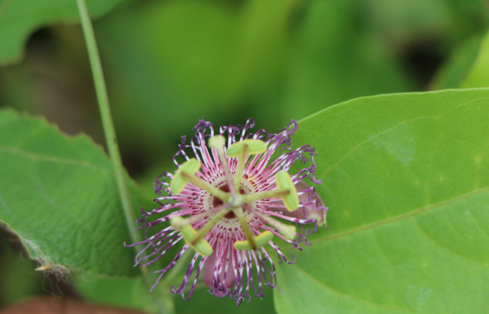 Figura. 6 Flor de frente, <i>Passiflora oerstedii</i>, (Passifloraceae). Area de Conservación Guanacaste. Sector Rincón Rain Forest. Parcela Familia Ruiz, (elevación 400 metros), colectada el 22 de marzo 2023. Foto. Jorge Hernández. 