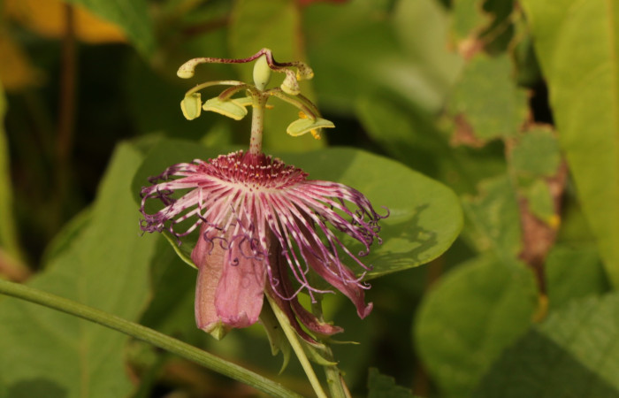 Figura. 7 Flor lateral, <i>Passiflora oerstedii</i>, (Passifloraceae). Area de Conservación Guanacaste. Sector Rincón Rain Forest. Parcela Familia Ruiz, (elevación 400 metros), colectada el 22 de marzo 2023. Foto. Jorge Hernández. 
