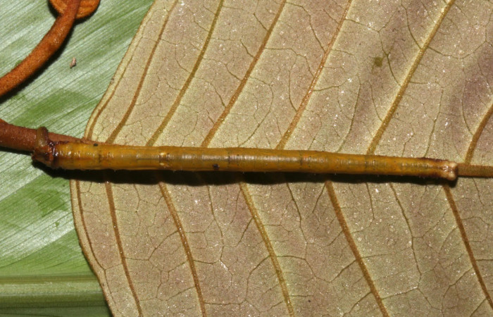 Fig.12. Larva de <i>Bryoptera subbrunnea</i>. Voucher : 18-SRNP-31870-DHJ747566.jpg.