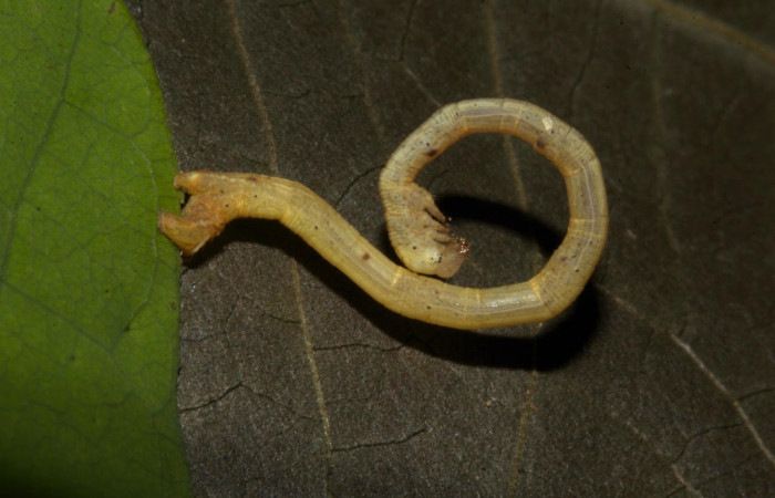 Fig.15. Larva de <i>Bryoptera subbrunnea</i>. Voucher :: 19-SRNP-30203-DHJ748975.jpg.