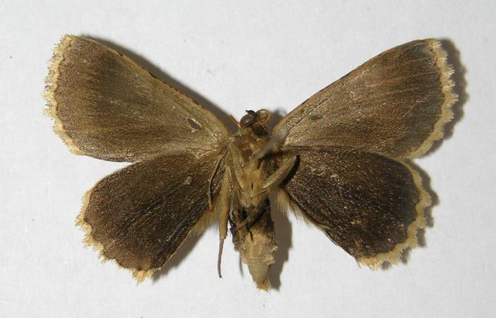 Fig.4. Macho de <i>Bryoptera subbrunnea</i> en posición ventral. Voucher : 05-SRNP-6460-DHJ330395.jpg.