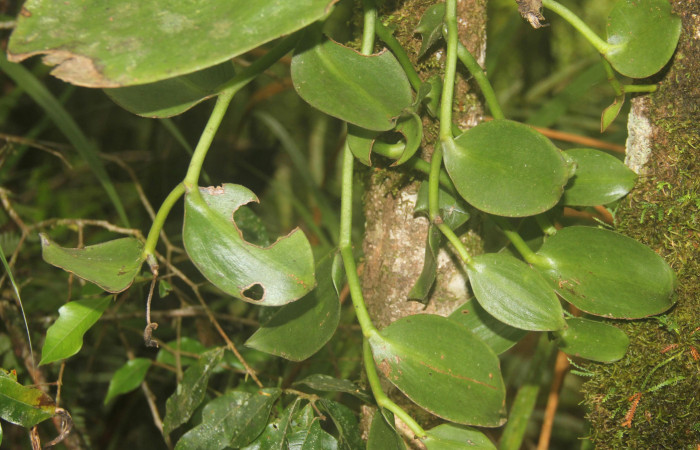 (Fig.04.) Orchidaceae, <i>Vanilla costaricensis</i>, Area Conservación Guanacaste, Estación Pitilla, 29 Julio 2023, característica de su floración. Fotografía: Calixto Moraga, 29 Julio 2023.