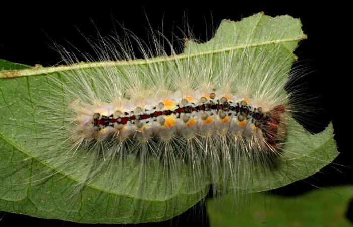 Fig. 3 Larva <i>Thagona</i> tibialisDHJ02, Vado Cuajiniquil, Sector Santa Rosa, 275m. 95-SRNP-10532-DHJ25997.jpg