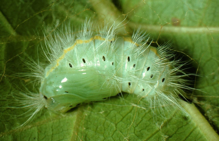 Fig. 11 Pupa  <i>Thagona</i> tibialisDHJ02, Sendero Natural, Sector Santa Rosa, 290m. 95-SRNP-7541-DHJ28444