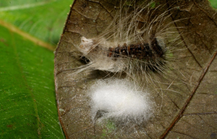 Fig. 7 Capullo de (Braconidae) salió de larva <i>Thagona tibialis</i>, mide 7mm. Estación Perla, Sector Mundo Nuevo, 330m. 07-SRNP-58846-DHJ428884.jpg