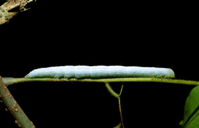   Fig.2  Larva  <i> Deinopa fulvia</i> mostrando parte lateral, Voucher:  08-SRNP-65535-DHJ443142.jpg