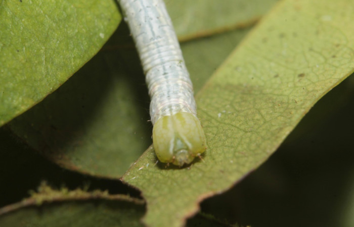   Fig.3  Larva  <i> Deinopa fulvia</i>  parte frontal.  Voucher: 19-SRNP-45799-DHJ719783.jpg