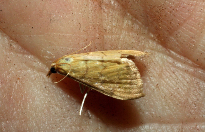 Figura 13. Adulto de <i>Triuncidia </i>eupalusalisDHJ02, (Crambidae). En posición lateral, Voucher 09-SRNP-44449- DHJ465097.