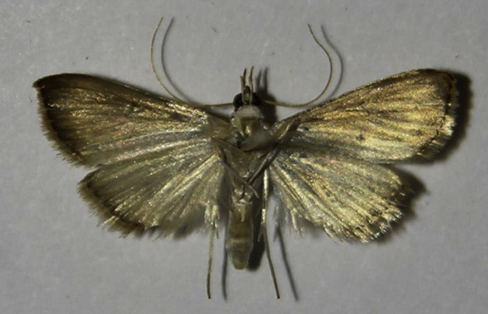 Figura 15. Adulto de <i>Triuncidia eupalusalis</i> (Crambidae). En posición ventral, Voucher 12- SRNP-69209-DHJ578217.