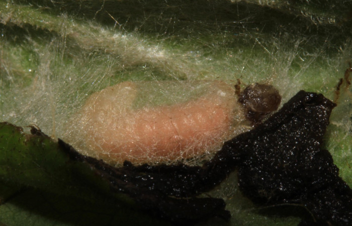 Figura 7. Larva de parásito al lado de la larva <i>Triuncidia eupalusalis</i> (Crambidae), Voucher:14-SRNP-31820- DHJ721527.