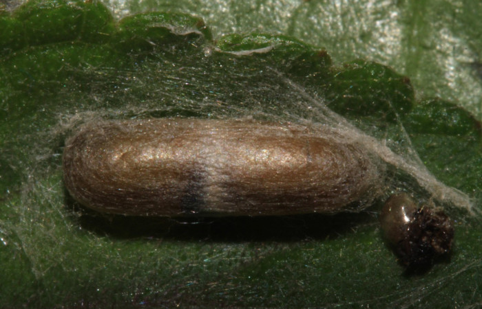 Figura 6. Capullo (Ichneumonidae) puestos en <i>Triuncidia eupalusalis</i> (Crambidae), Voucher:14- SRNP-31853-DHJ721545.