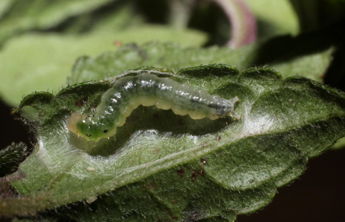 Figura 9. Larva <i>Triuncidia</i> eupalusalisDH02, Crambidae. En posición dorsal, Voucher:14- SRNP-31857-DHJ802825.