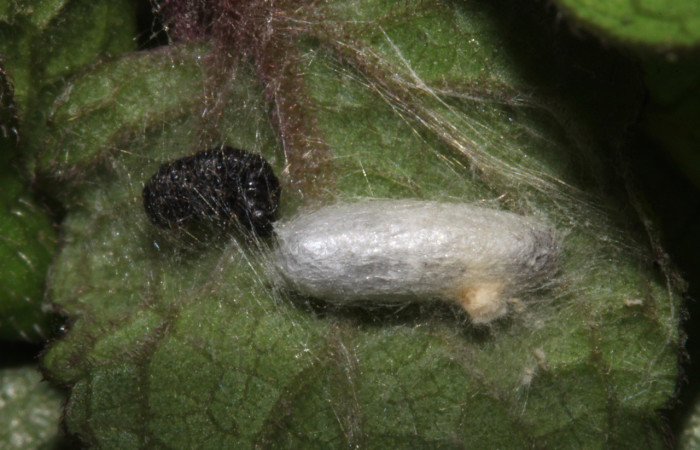 Figura 5. Pupario (Braconidae) puestos en <i>Triuncidia eupalusalis</i> (Crambidae), Voucher:14- SRNP-31859-DHJ721548.