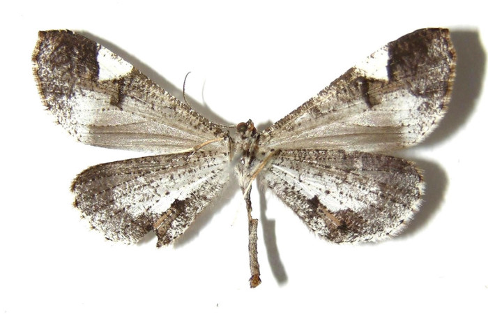 Figura 36. Adulto de <i>Macrosoma semiermis</i> (Hedylidae), vista ventral, localidad Quebrada Raíz, Sector Del Oro ACG (280m). Voucher: 03-SRNP-30858-DHJ331701.jpg.