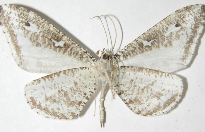 Figura 18. Adulto de <i>Macrosoma tipulata</i> (Hedylidae), vista ventral, localidad Sendero Cuestona, Sector Pitilla ACG (640m). Voucher: 05-SRNP-31295-DHJ388933.jpg.