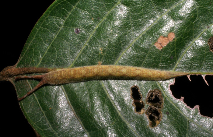 Figura 11. Larva <i>Macrosoma bahiata</i> (Hedylidae), último estadío (U) vista dorsal, localidad Torre Esperanza, Sector Horizontes ACG (85m). Voucher: 05-SRNP-62989-DHJ408976.jpg.