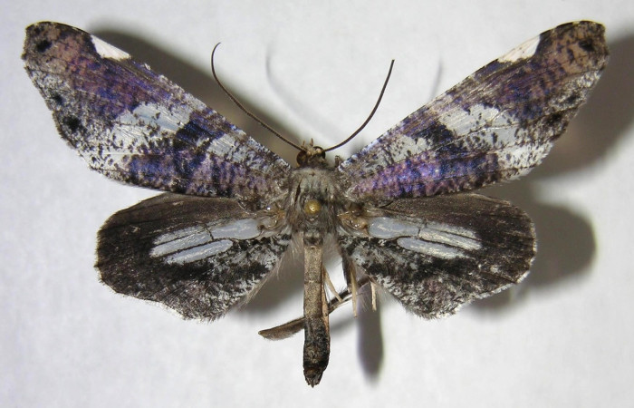 Figura 6. Adulto de <i>Macrosoma hyacinthina</i> (Hedylidae), hembra vista dorsal, localidad Estación Biológica Caribe, Sector Rincón Rain Forest ACG (415m). Voucher: 06-SRNP-43826-DHJ360000.jpg.