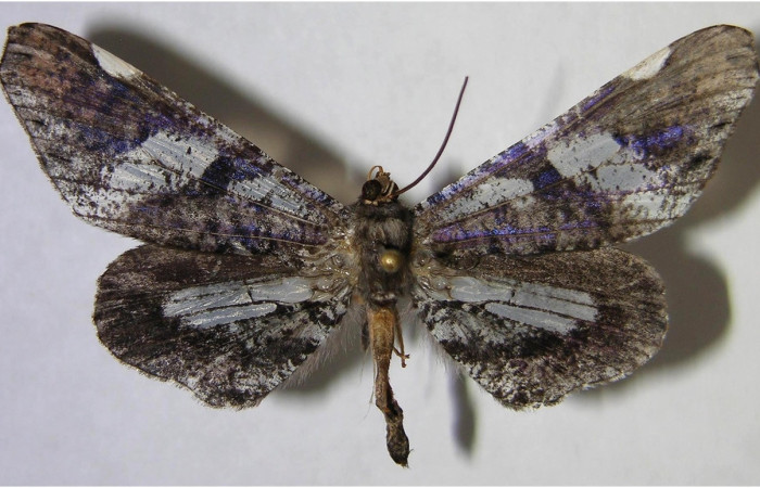 Figura 8. Adulto de <i>Macrosoma hyacinthina</i> (Hedylidae), macho vista dorsal, localidad Amonias, Sector Pitilla ACG (390m). Voucher: 06-SRNP-65847-DHJ371536.jpg.
