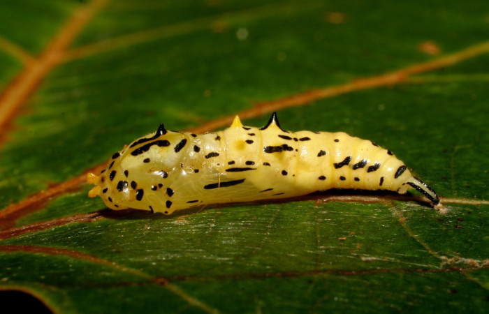 Figura 4. Pupa de <i>Macrosoma hyacinthina</i> (Hedylidae), vista lateral, localidad Amonias, Sector Pitilla ACG (390m). Voucher: 06-SRNP-65847-DHJ418135.jpg.