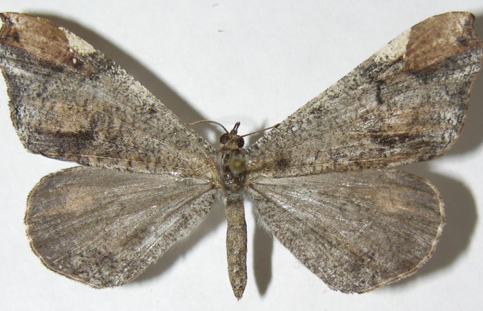 Figura 25. Adulto de <i>Macrosoma cascaria</i> (Hedylidae), vista dorsal localidad Rio Blanco Abajo, Sector San Cristóbal ACG (500m). Voucher: 08-SRNP-2489-DHJ501518.jpg.