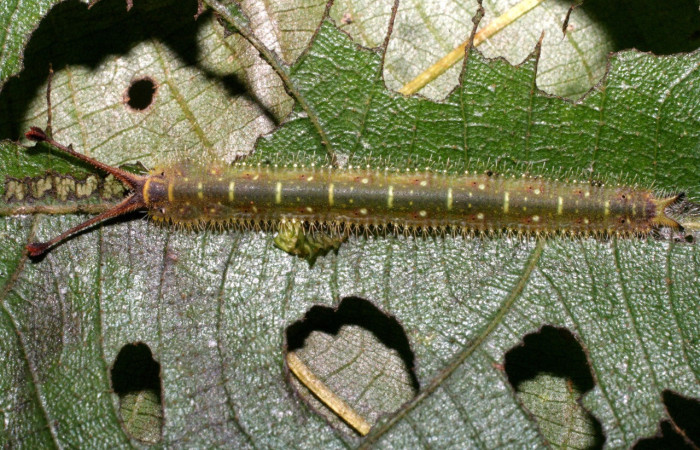 Figura 27. Larva <i>Macrosoma heliconiaria</i> (Hedylidae), último estadío (U) vista dorsal, localidad Conguera, Sector Rincón Rain Forest ACG (420m). Voucher: 09-SRNP-40392-DHJ451611.jpg.