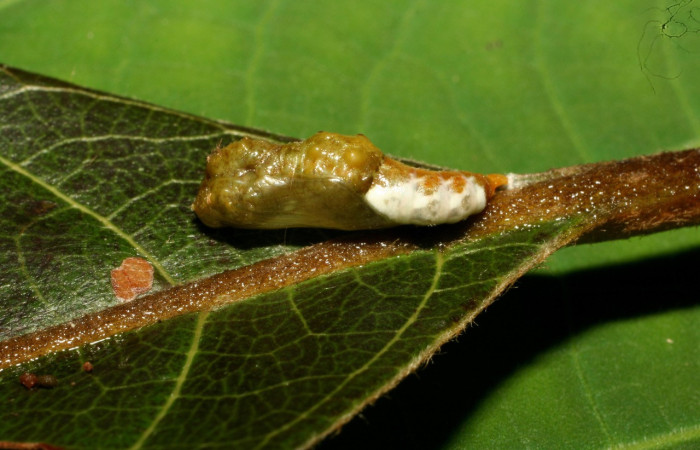 Figura 12. Pupa de <i>Macrosoma bahiata</i> (Hedylidae), vista lateral, localidad Quebradona Estación Biológica Quica, Sector Pitilla ACG (475m). Voucher: 10-SRNP-72781-DHJ479632.jpg.