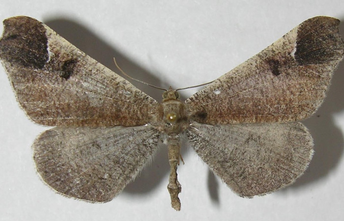 Figura 13. Adulto de <i>Macrosoma bahiata</i> (Hedylidae), vista dorsal, localidad Area Administrativa, Sector Santa Rosa ACG (295m). Voucher: 11-SRNP-13968-DHJ553754.jpg.