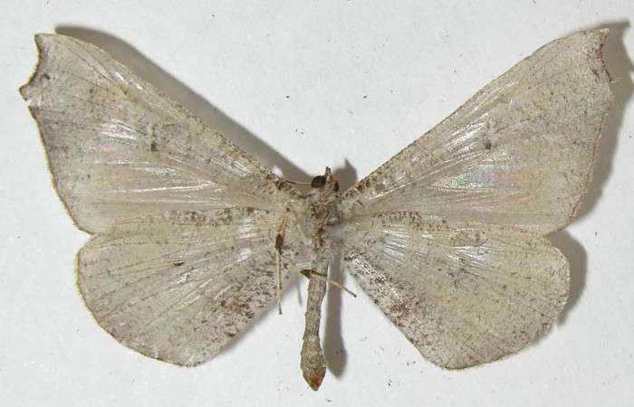 Figura 34. Adulto de <i>Macrosoma rubedinaria</i> (Hedylidae),  vista ventral, localidad Quebradona Estación Biológica Quica, Sector Pitilla ACG (475m). Voucher: 11-SRNP-70012-DHJ548367.jpg.