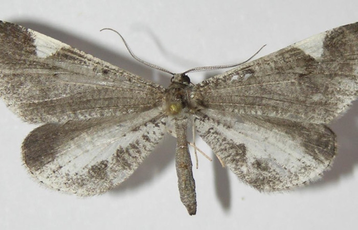 Figura 29. Adulto de <i>Macrosoma heliconiaria</i> (Hedylidae), vista dorsal, localidad Medrano Estación Biológica Quica, Sector Pitilla ACG (380m). Voucher: 13-SRNP-70411-DHJ570198.jpg.