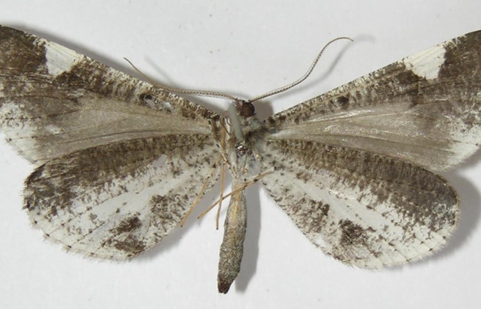 Figura 30. Adulto de <i>Macrosoma heliconiaria</i> (Hedylidae), vista ventral, localidad Medrano Estación Biológica Quica, Sector Pitilla ACG (380m). Voucher: 13-SRNP-70411-DHJ570199.jpg.