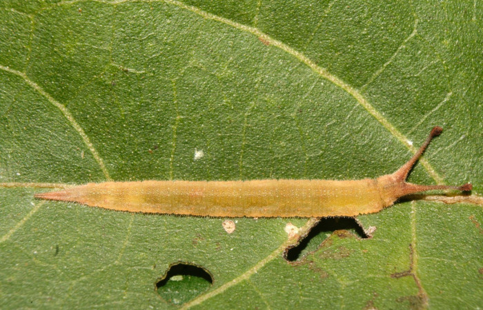 Figura 31. Larva <i>Macrosoma rubedinaria</i> (Hedylidae), penúltimo estadío (PU) vista dorsal, localidad Bullas Estación Biológica Quica, Sector Pitilla ACG (440m). Voucher: 14-SRNP-70348-DHJ722027.jpg.