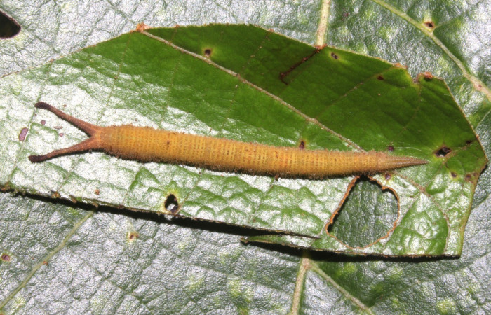 Figura 3. Larva <i>Macrosoma hyacinthina</i> (Hedylidae), último estadío (U) vista dorsal, localidad Estación Biológica Caribe, Sector Rincón Rain Forest ACG (415m). Voucher: 19-SRNP-41947-DHJ767808.jpg.