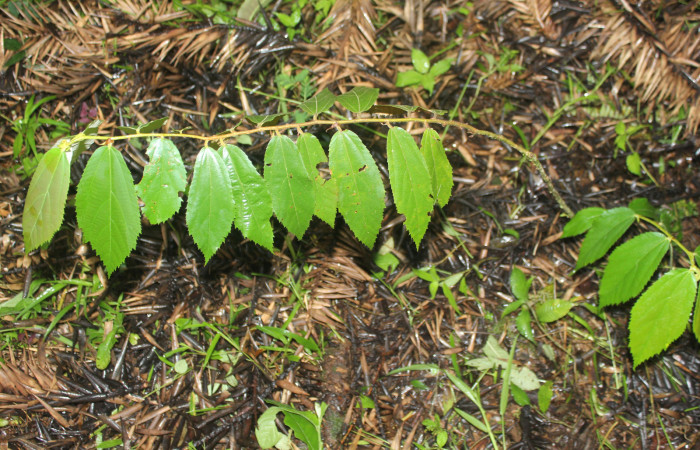 Figura 37. Planta hospedera de <i>Macrosoma hyacinthina</i> (Hedylidae), esta planta se llama <i>Luehea speciosa</i> (Malvaceae), localidad Medrano Estación Biológica Quica, Sector Pitilla ACG (380m), foto: Ricardo Calero 05 Octubre 2023.
