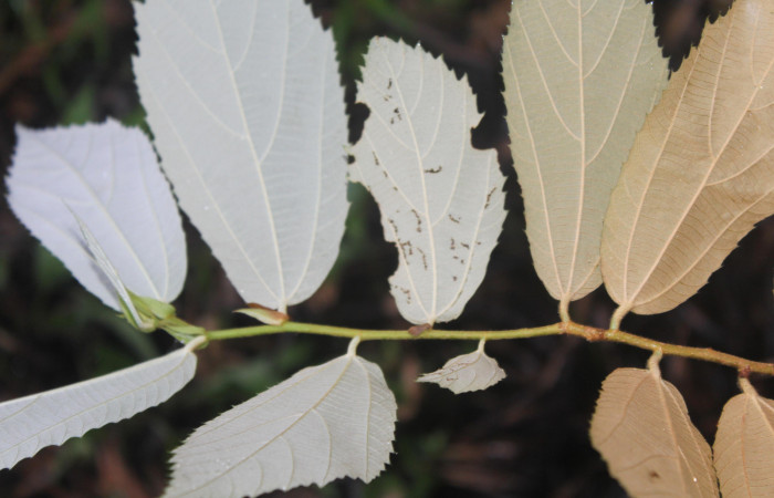 Figura 38. Planta hospedera de <i>Macrosoma hyacinthina</i> (Hedylidae), esta planta se llama <i>Luehea speciosa</i> (Malvaceae), vista envés de las hojas, localidad Medrano Estación Biológica Quica, Sector Pitilla ACG (380m), foto: Ricardo Calero 05 Octubre 2023.